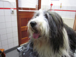Spirit,bearded collie reu,8 jr,krijgt acup. voor spondylosis